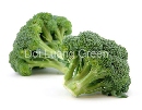 บล็อคโคลี่ - Broccoli